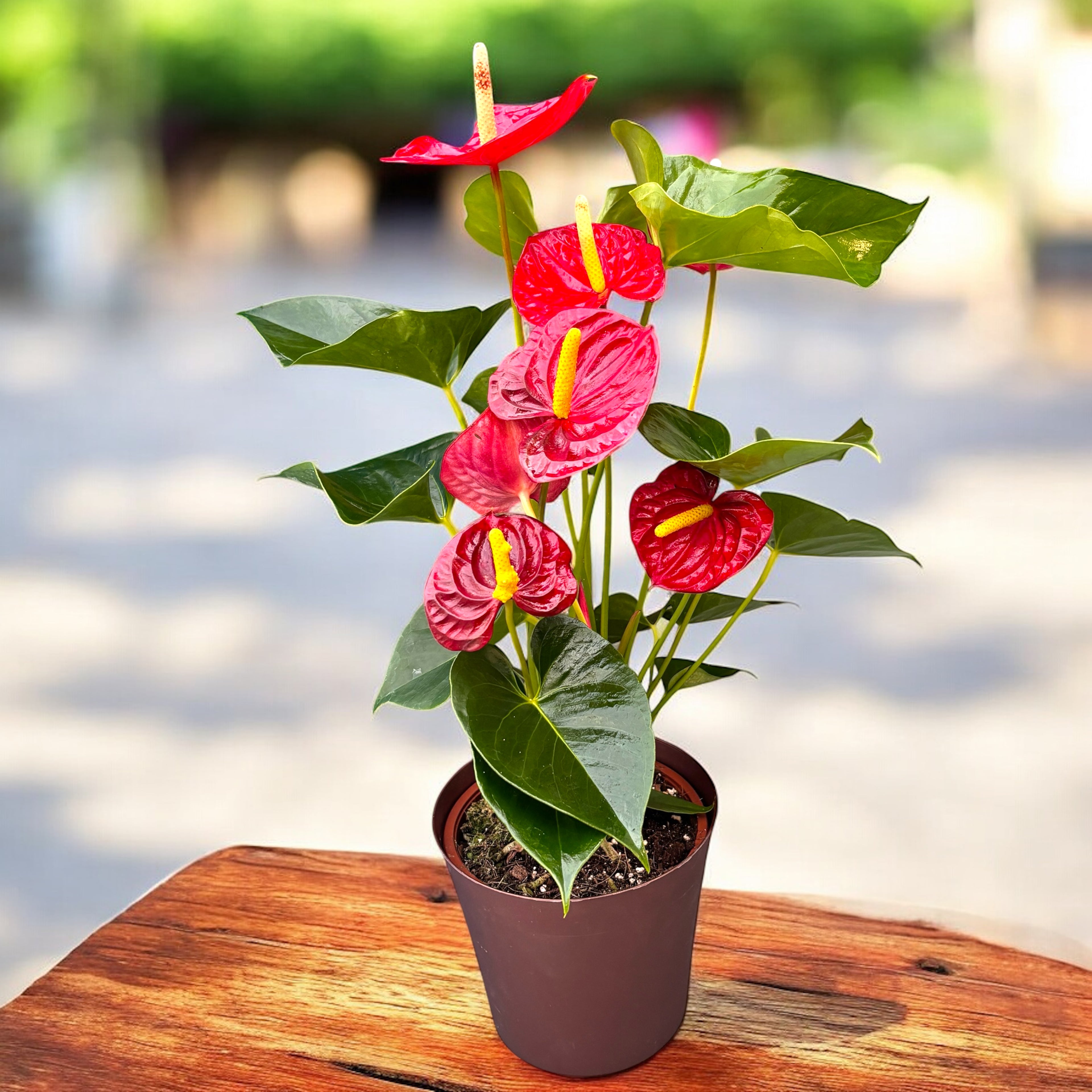 anthurium jambo red Anthurium Jumbo Red – Secret Garden Plant Shop