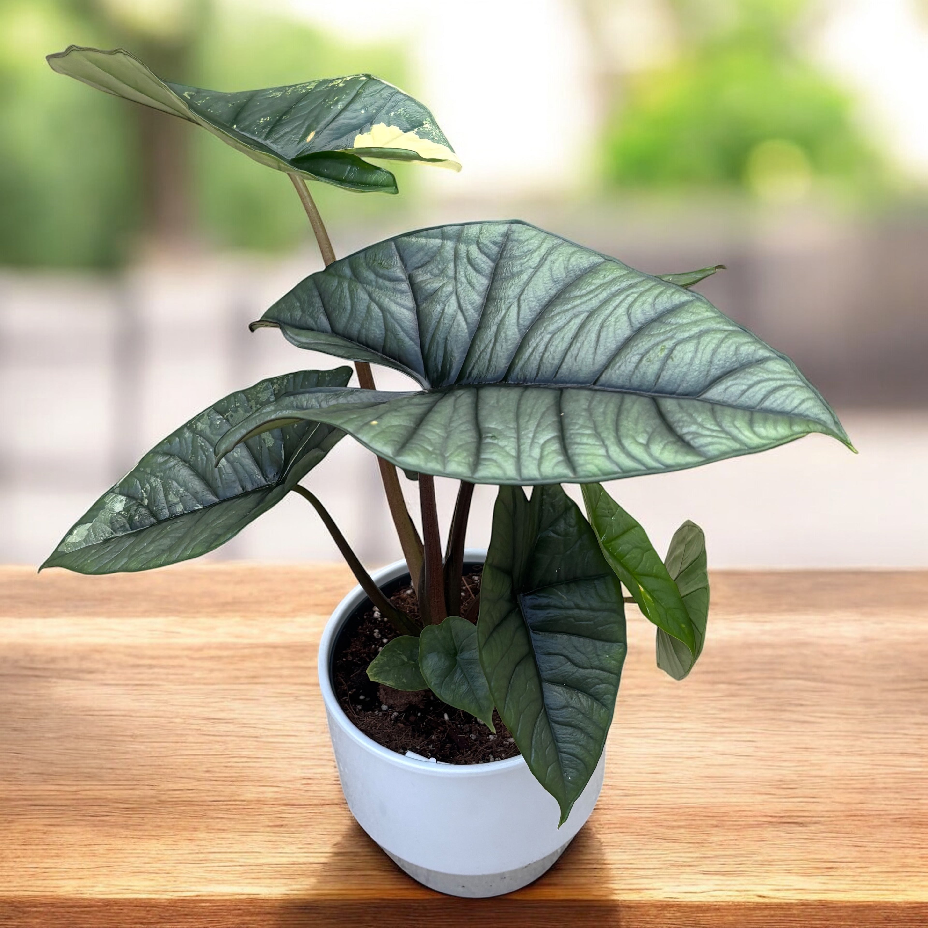 Alocasia 'Platinum Variegata’ - unicat