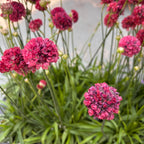 Armeria pseudarmeria 'Ballerina Red' -  Planta perena cu flori rosii globulare, pentru borduri, rocarii si gradini insorite