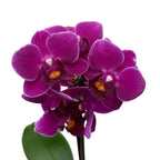 Phalaenopsis Purple Princess (mini)