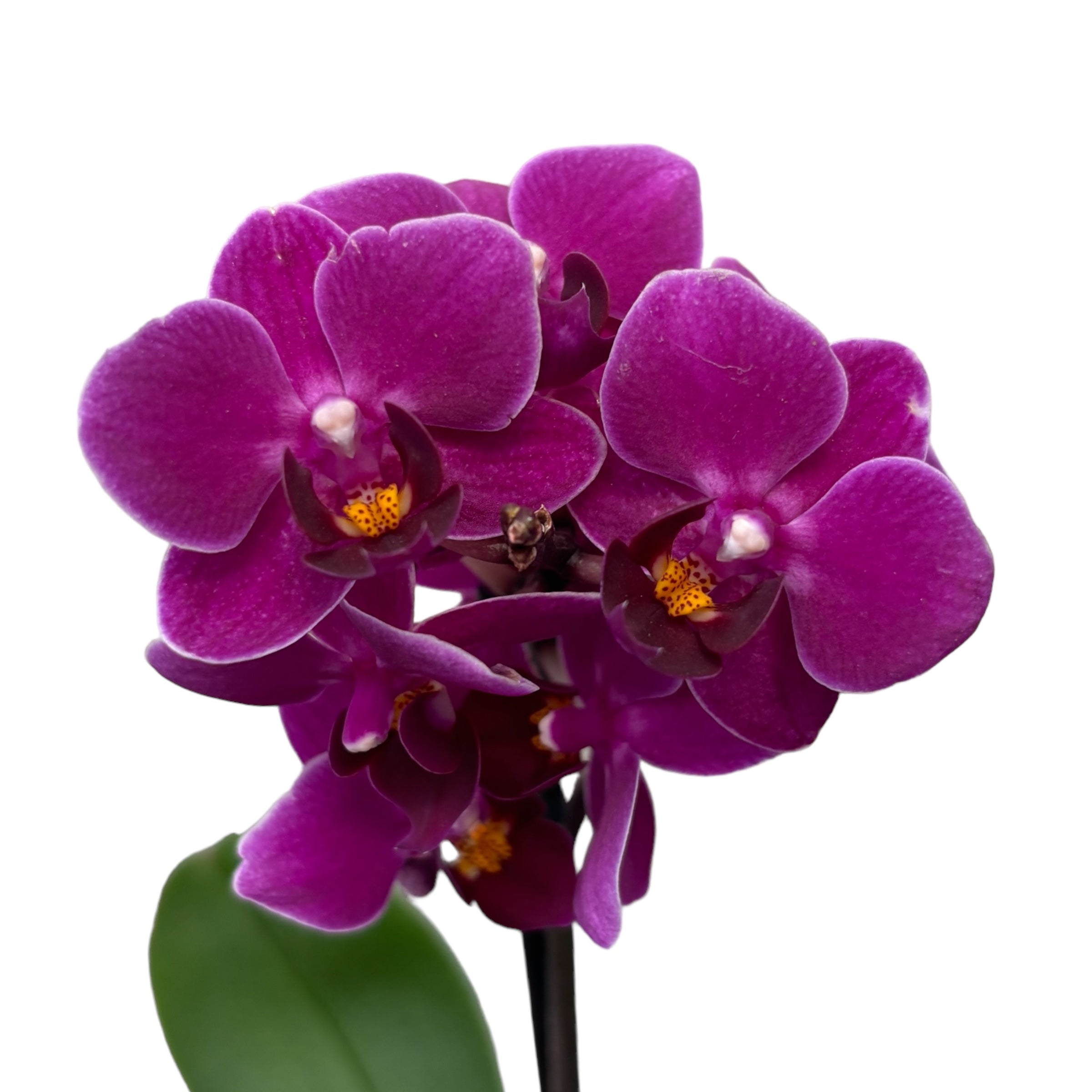Phalaenopsis Purple Princess (Mini)