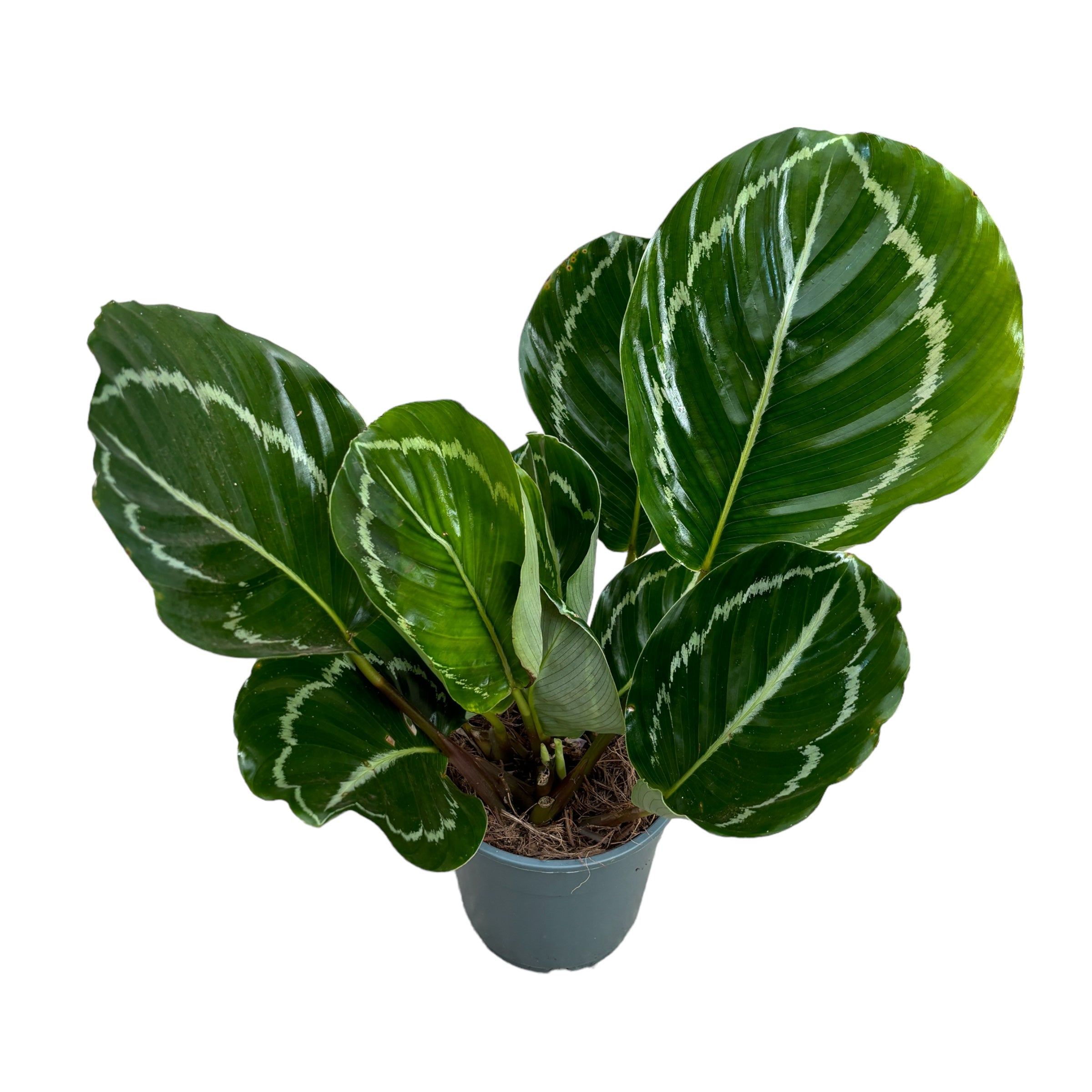 Calathea Roseopicta 'Green'