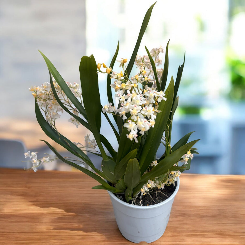 Oncidium Twinkle Pearl (flori intens parfumate) D12