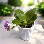 Phalaenopsis violacea var. indigo (peloric - 3-lips)