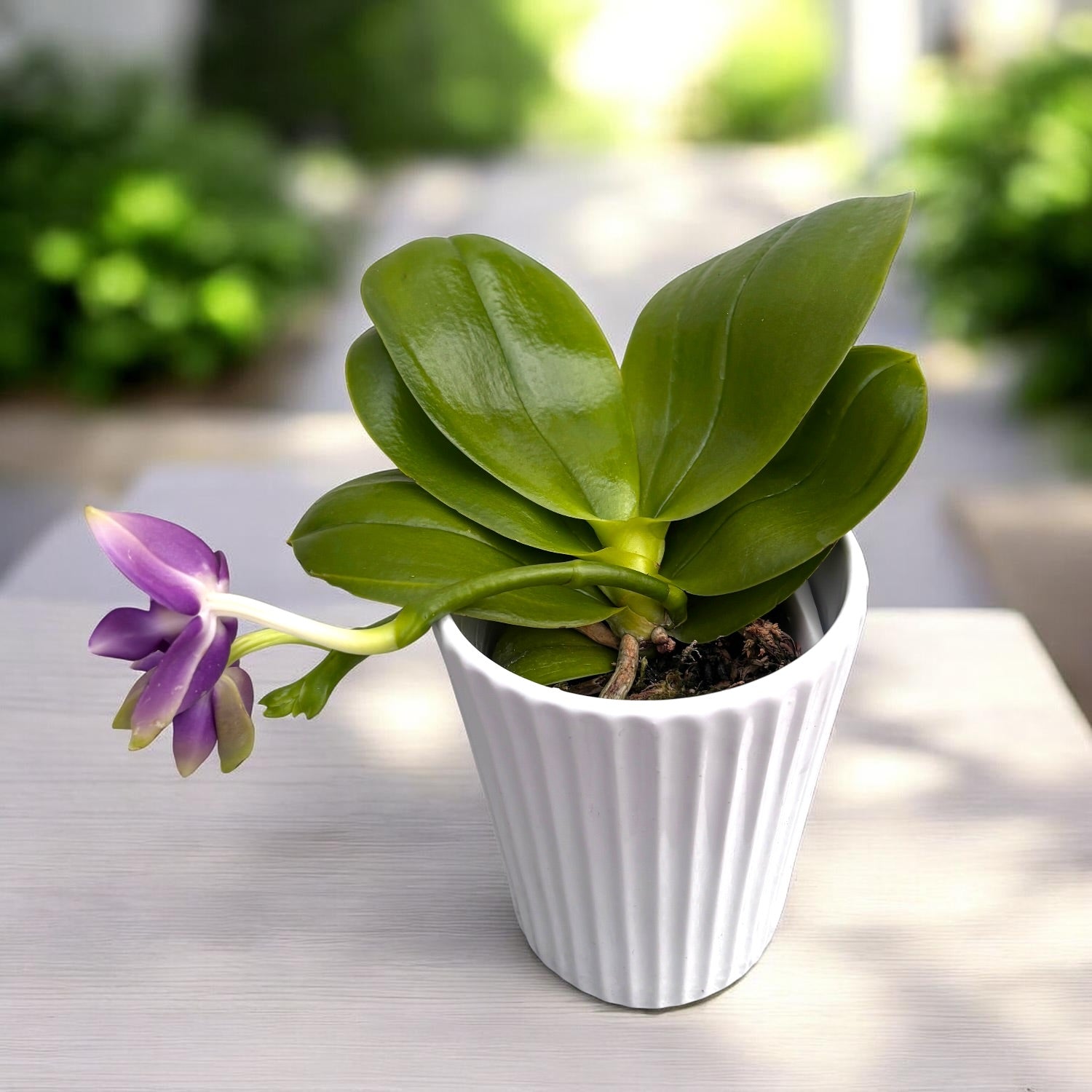 Phalaenopsis violacea var. indigo (peloric - 3-lips)