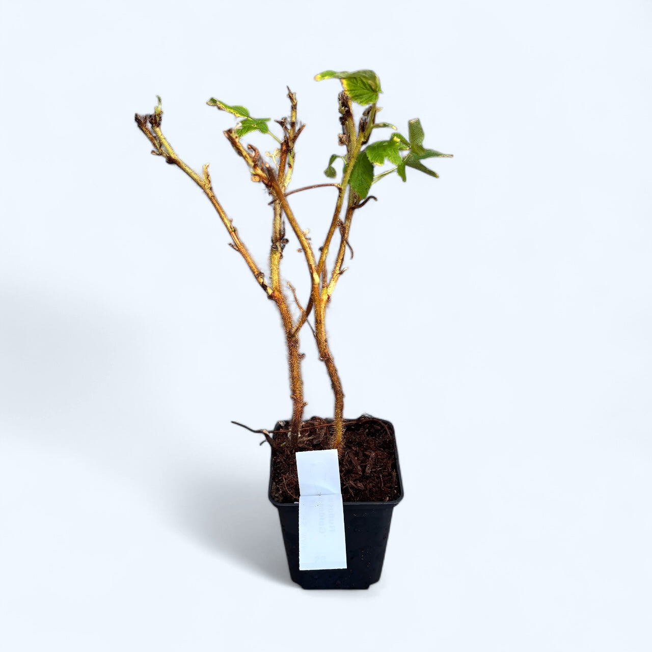 Zmeur galben cu fructe dulci si aromate - Rubus idaeus 'Golden Queen'