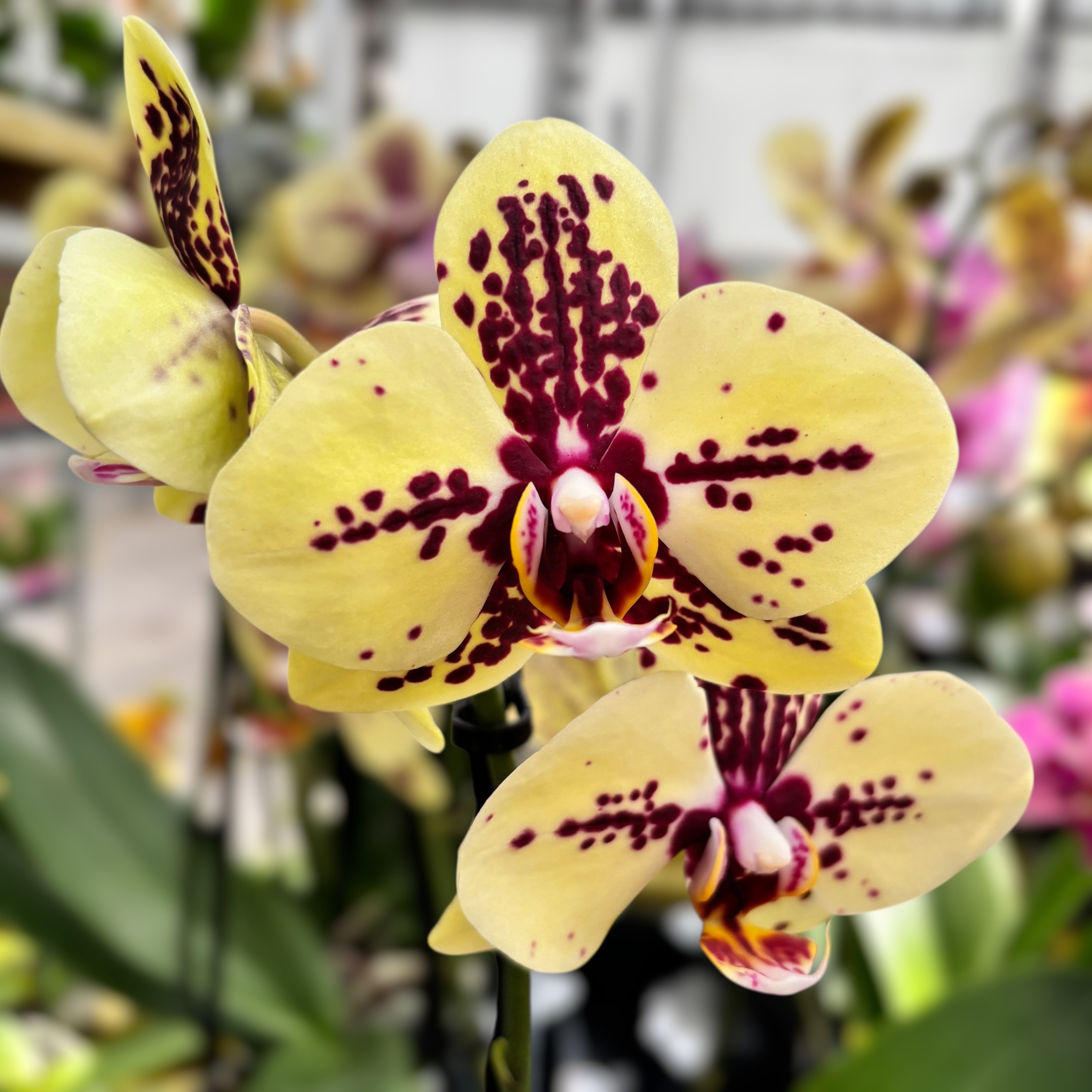 Phalaenopsis Honey Sorbet