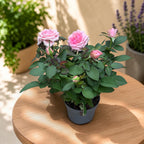 Mini vrtnice Rosa ‘Esmeralda’ (Kordana Grande) - velike rožnate cvetove