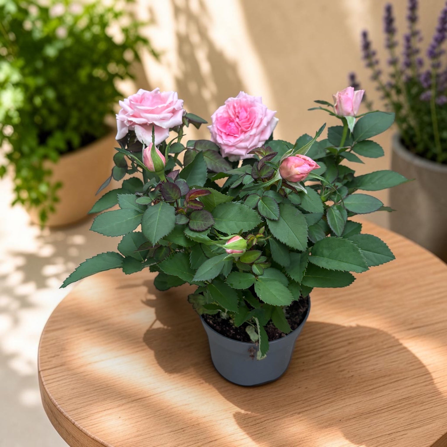 Mini vrtnice Rosa ‘Esmeralda’ (Kordana Grande) - velike rožnate cvetove