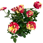 Trandafiri pitici Rosa 'Liss' parfumati (2-3 plante/ghiveci)