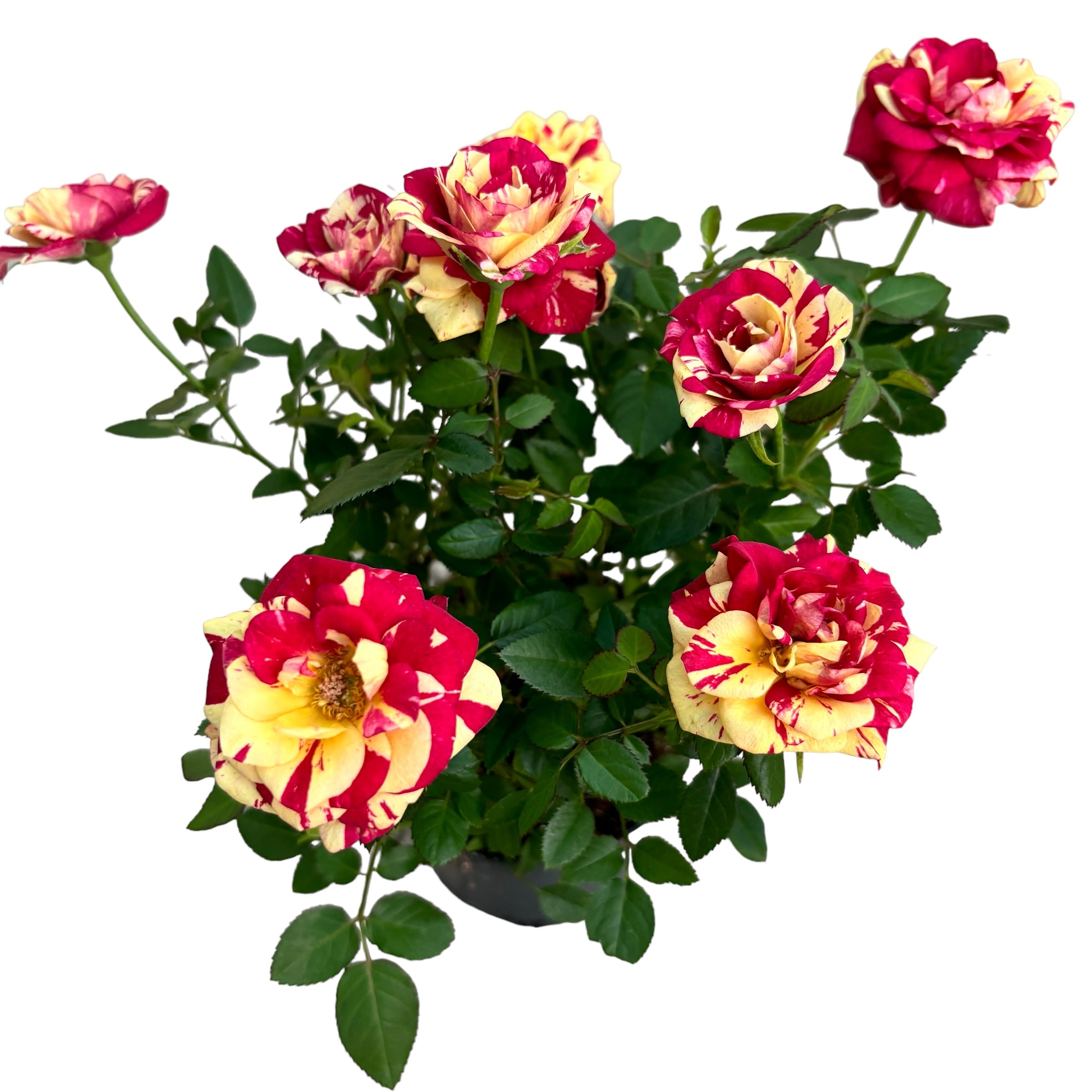 Trandafiri pitici Rosa 'Liss' parfumati (2-3 plante/ghiveci)