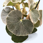 Begonia venosa (Lunar Mist) - rare botanical species with velvety foliage