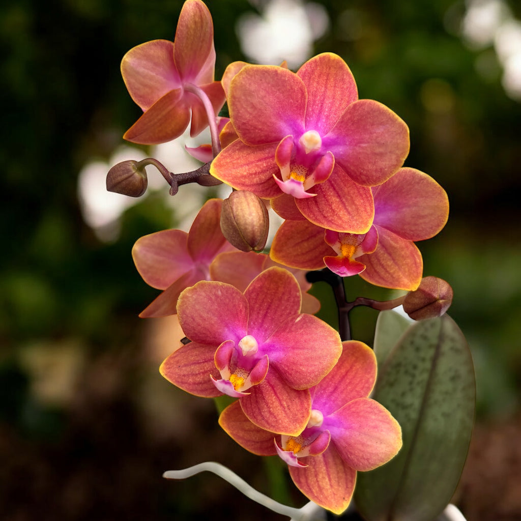 Phalaenopsis Dusty Belle D9 - fleurs intensément parfumées