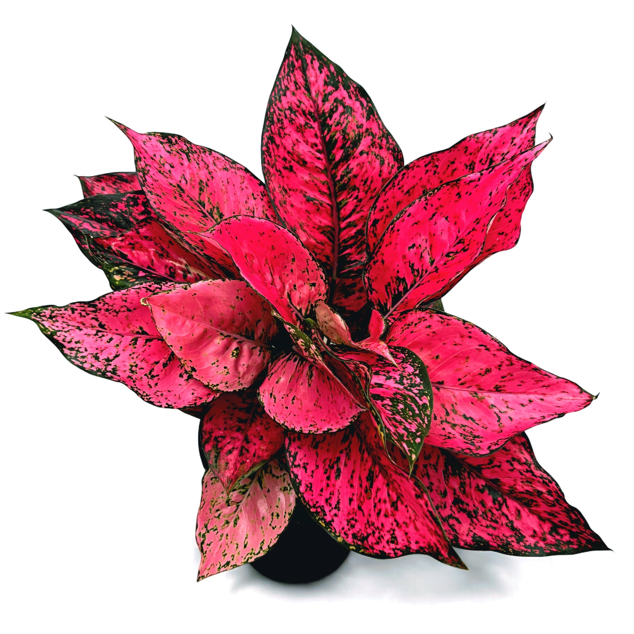 aglaonema cvijet Aglaonema 'Spicy Pink' 2pp