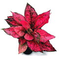 Aglaonema 'Spicy Pink' 2pp - exemplaires XL