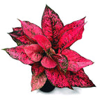 Aglaonema 'Spicy Pink' 2pp - exemplaires XL