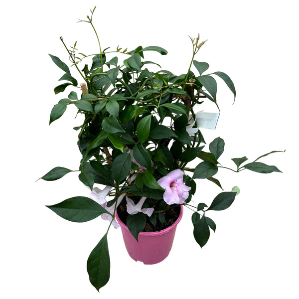 Pandorea jasminoides - fragrant flowers (2 plants/pot)