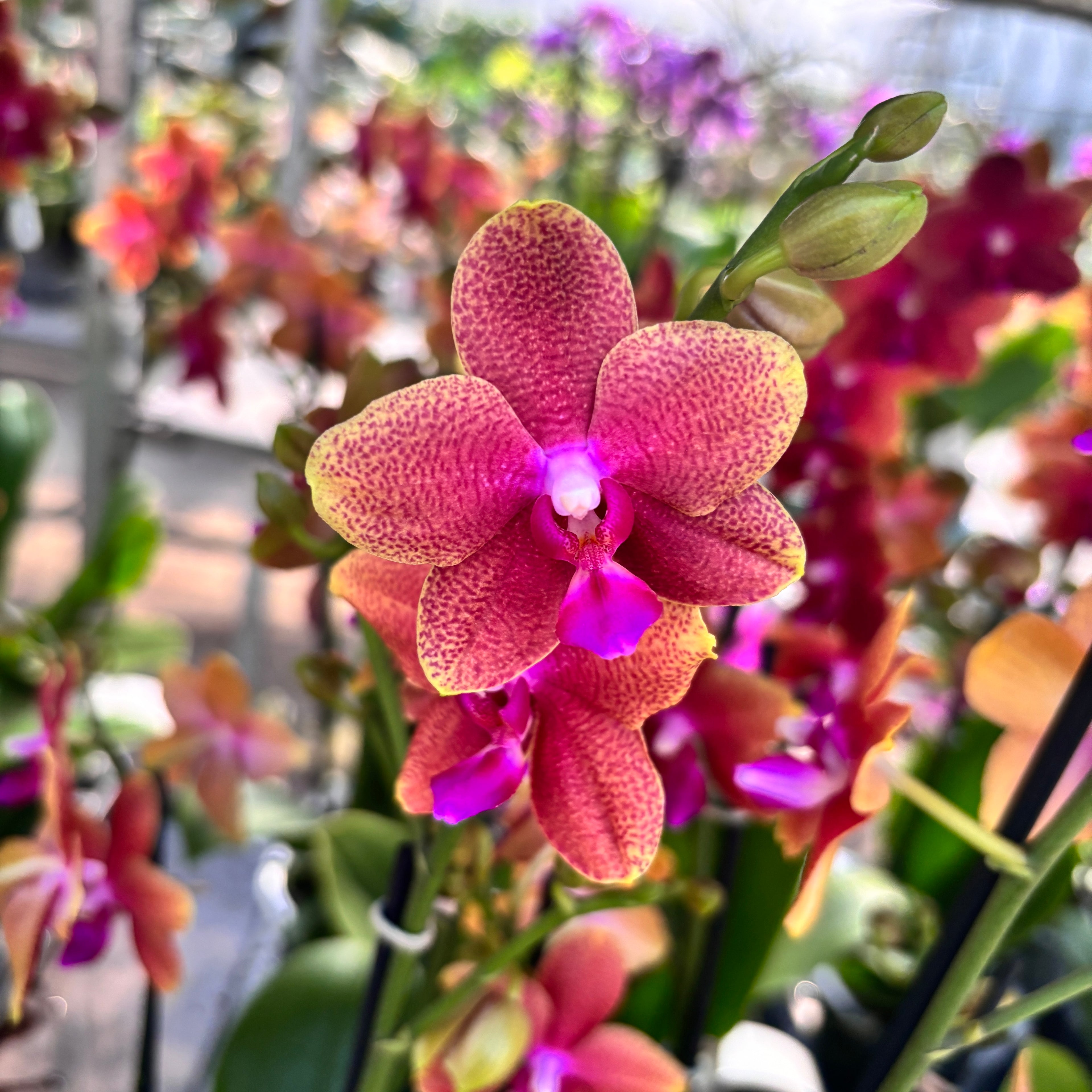 Phalaenopsis Bronze Buddha (Magical) - flori parfumate