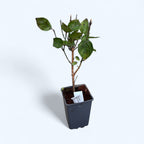 Cornus mas 'Jolico' (kornišnica 'Jolico') - veliki plodovi