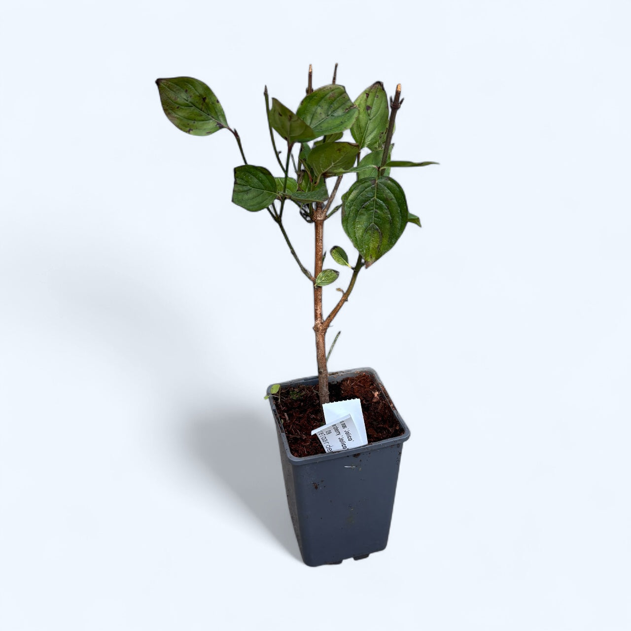 Cornus mas 'Jolico' (Cornelian cherry 'Jolico') - fructe mari