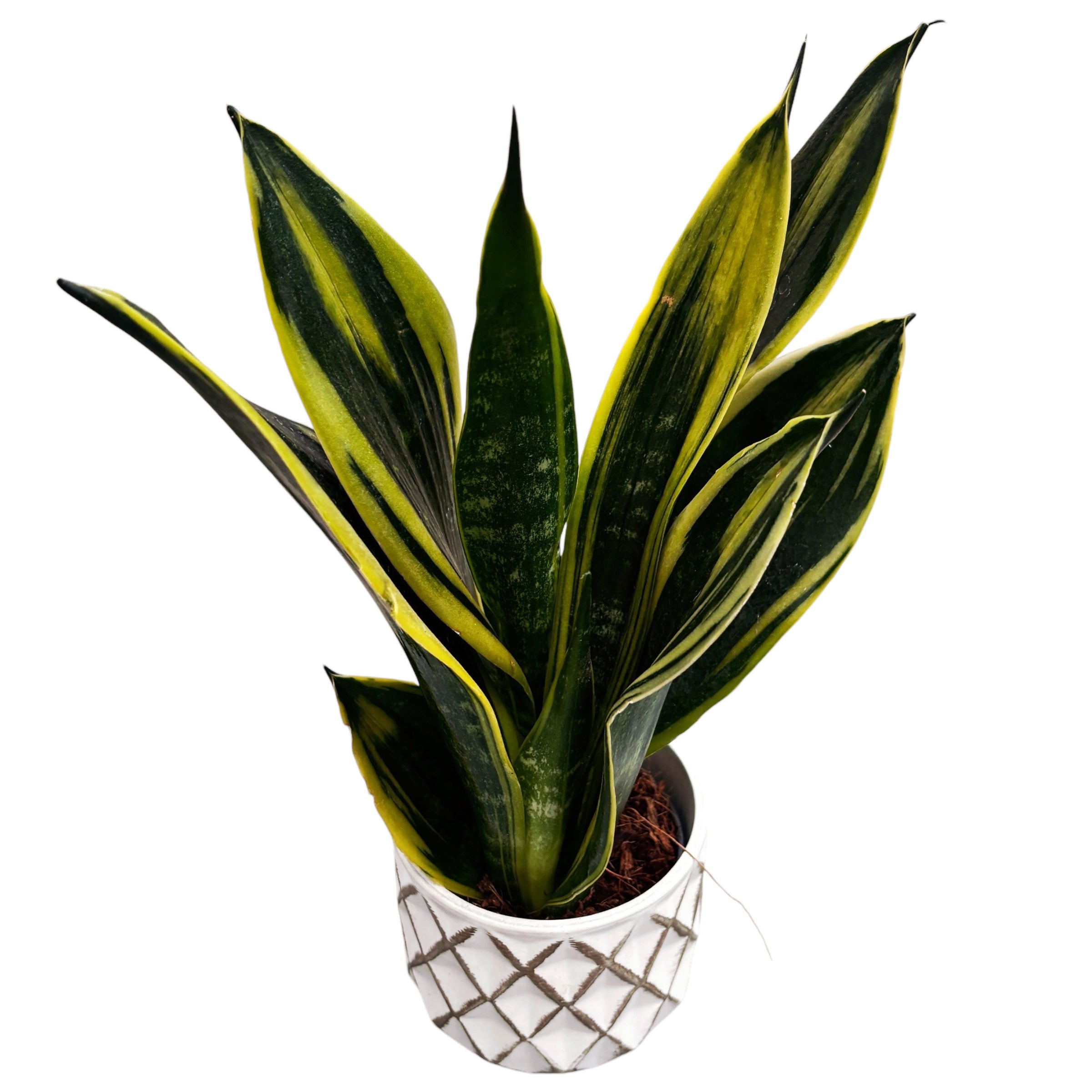 Sansevieria ‘Golden Flame’ 2pp