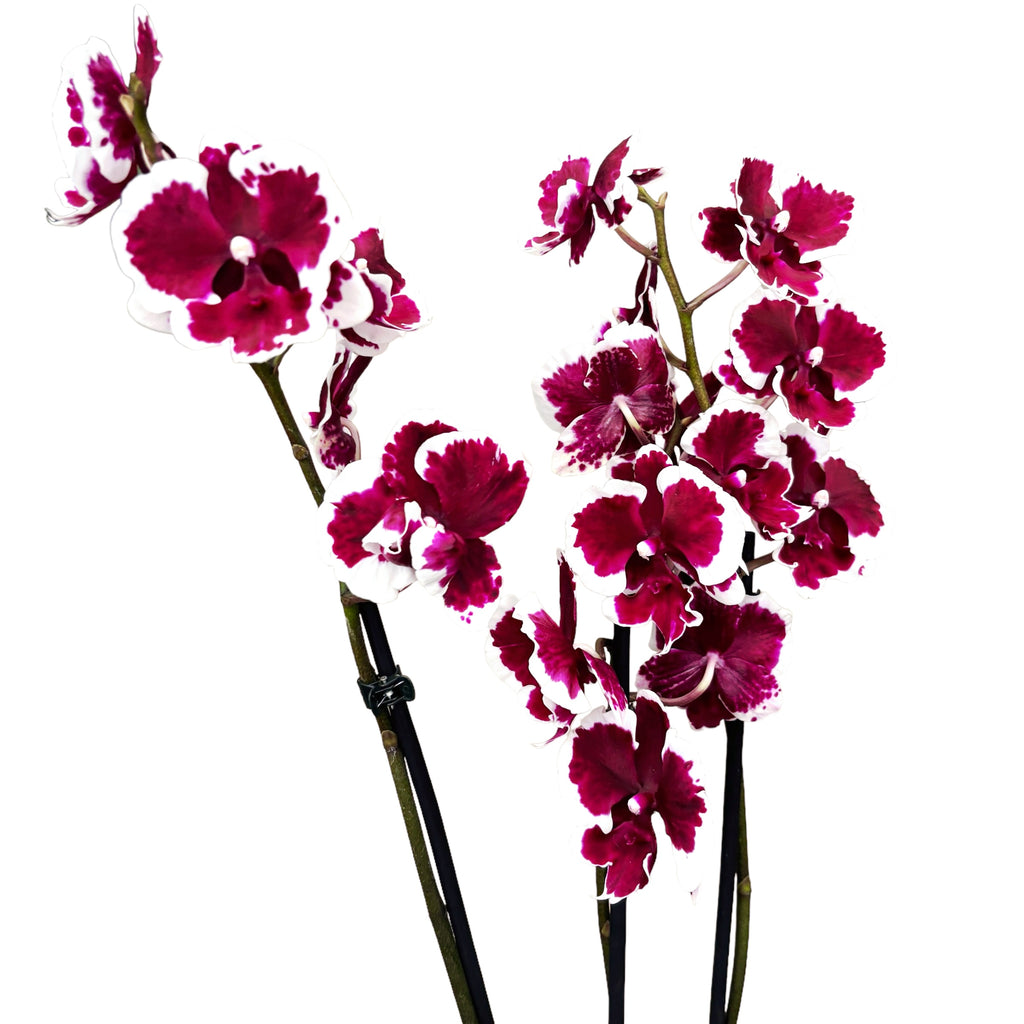 Phalaenopsis Fusheng Black Peacock 'Panda'