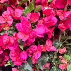 Bougainvillea 'Red' - červená papírová květina - cyklámen (2 rostliny/květináč)