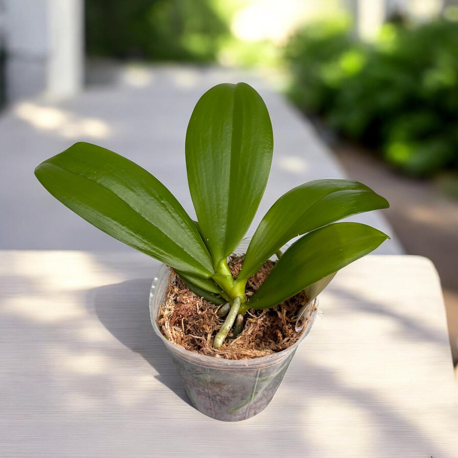Phalaenopsis Lioulin Blue Jenny
