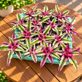 Cryptanthus ‘Rubin Star’ (Earth Star)