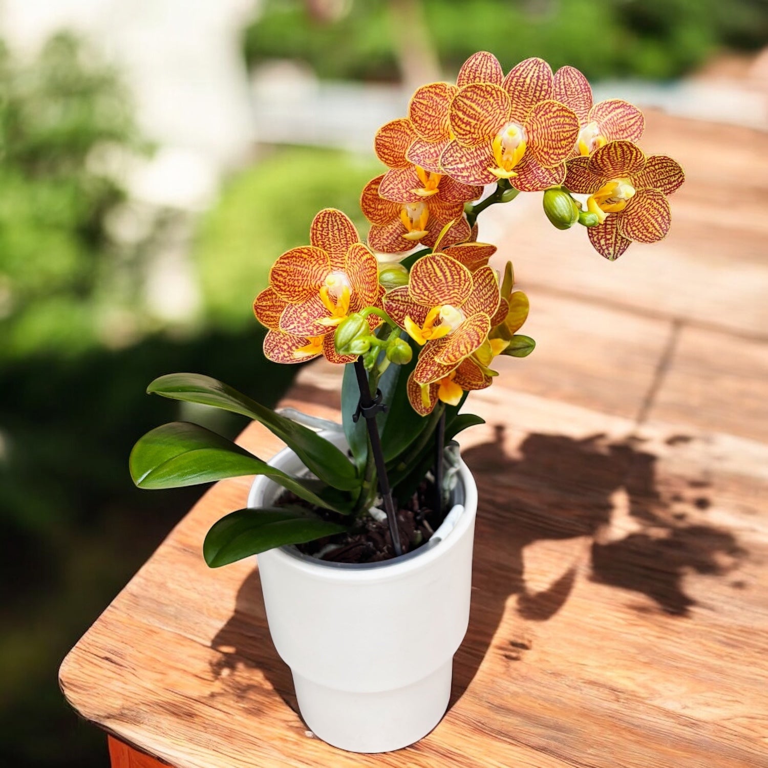 Phalaenopsis Indian Summer (Little Zorro) - orhidee premiata