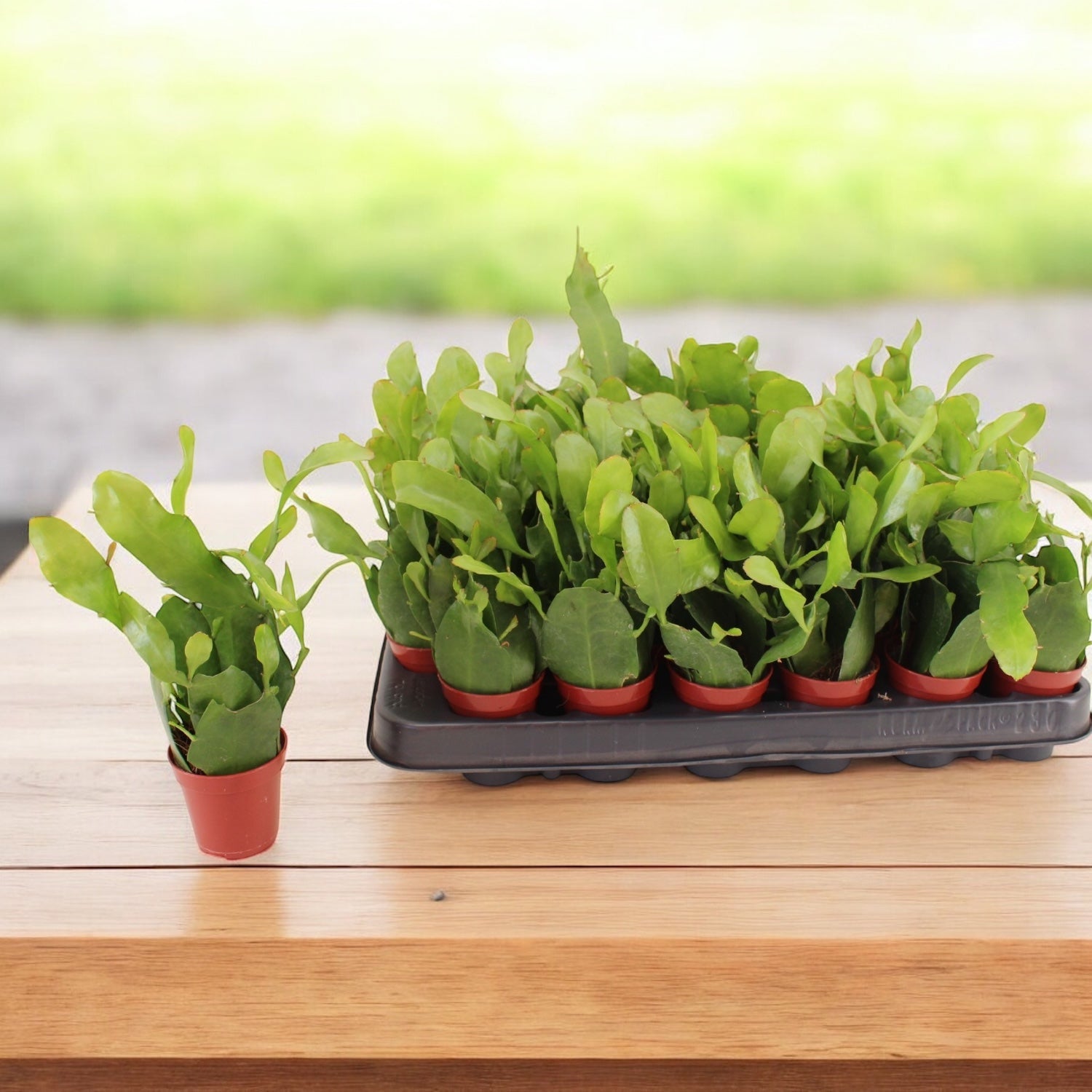 Epiphyllum pumilum D5 – cactus orhidee cu flori albe parfumate de noapte