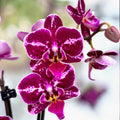 Phalaenopsis Selina