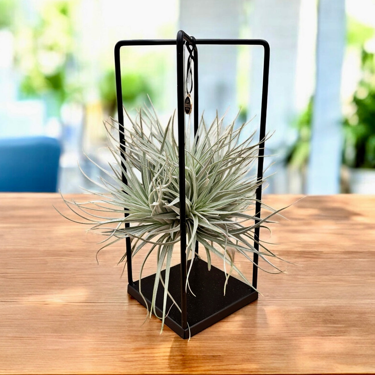 Aranjament cu Tillandsia Super Silver – eleganta aeriana intr-un design modern