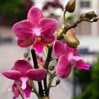 Phalaenopsis Amorion (silver leaves) - flori intens parfumate