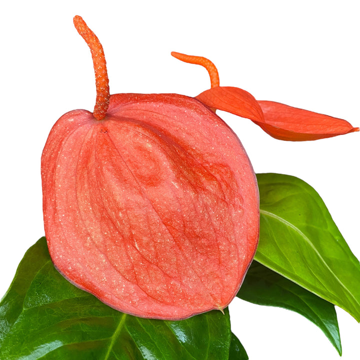 Anthurium Scherzerianum Christine Red