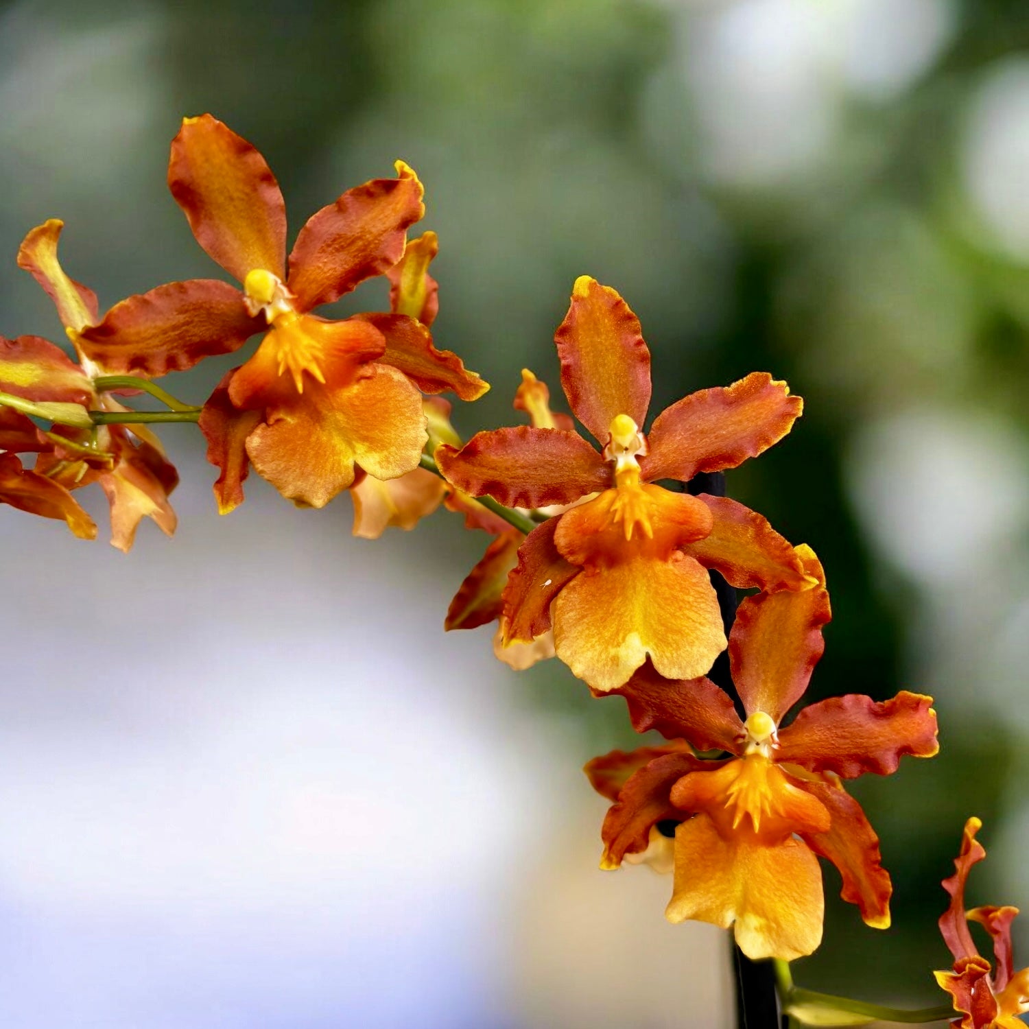 Oncidium Catatante 'Pacific Sunspot' - exemplare XL