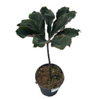 Amorphophallus Atroviridis (Voodoo Lily)