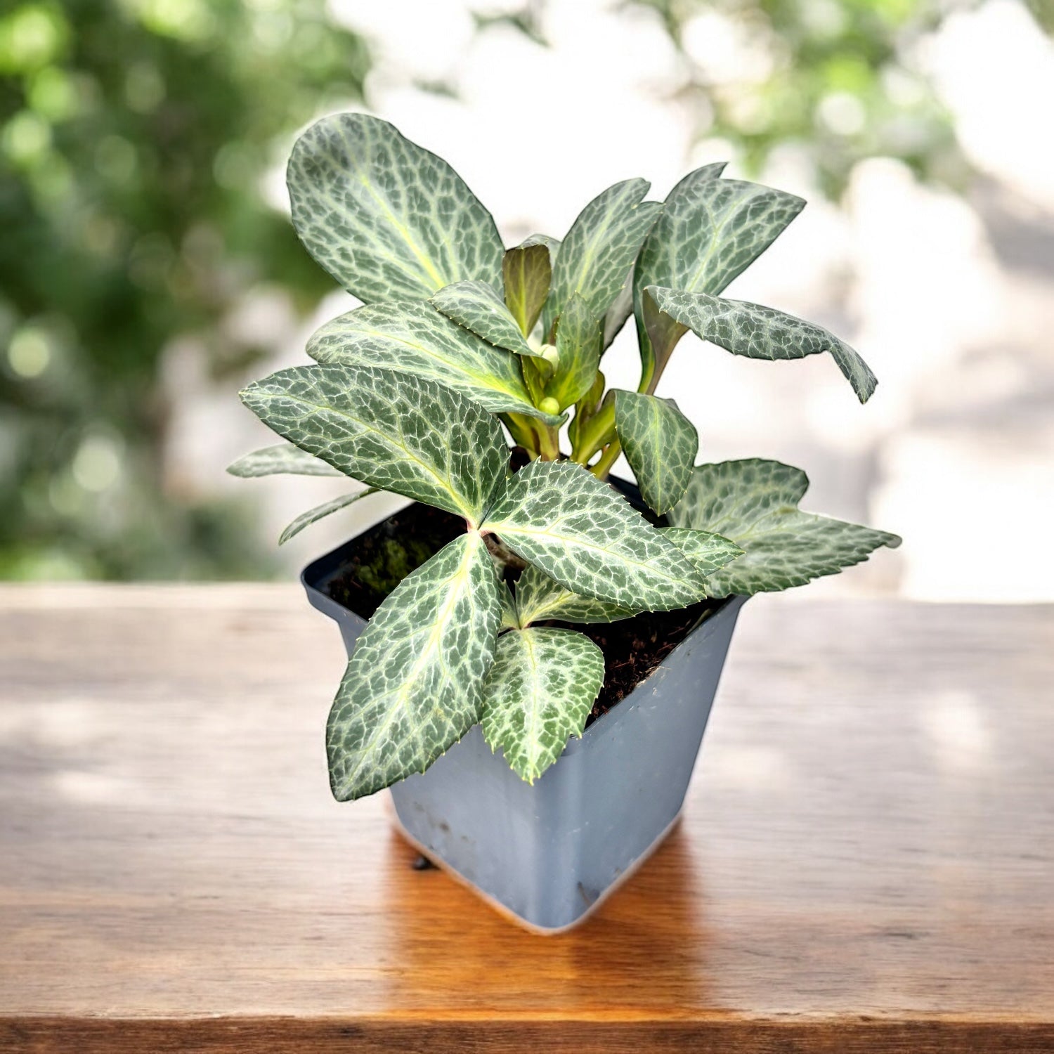 Helleborus lividus 'Purple Ear' - spanz de iarna cu frunzis marmorat