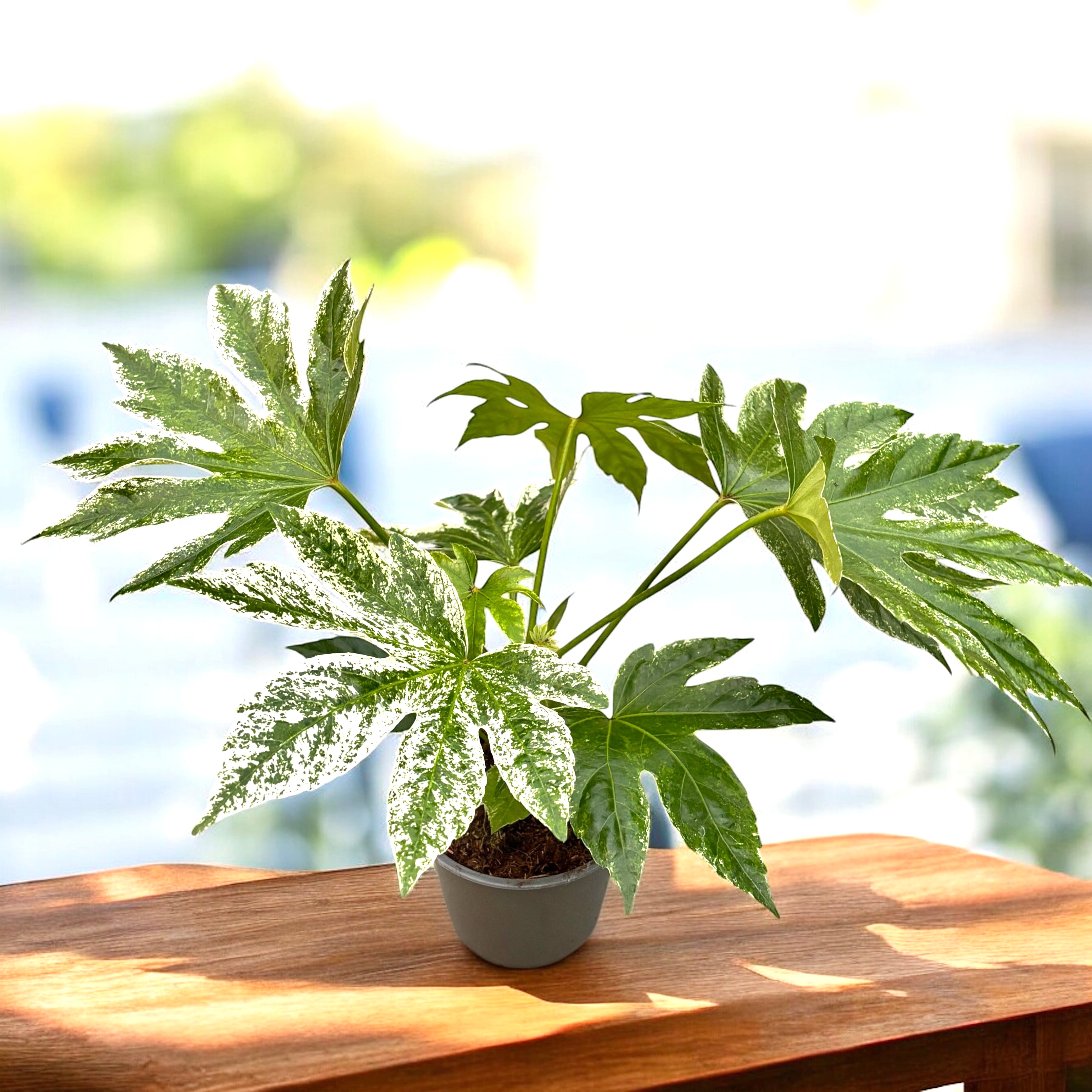 Fatsia japonica 'Spiders Web' - frunze variegate – Secret Garden Plant Shop