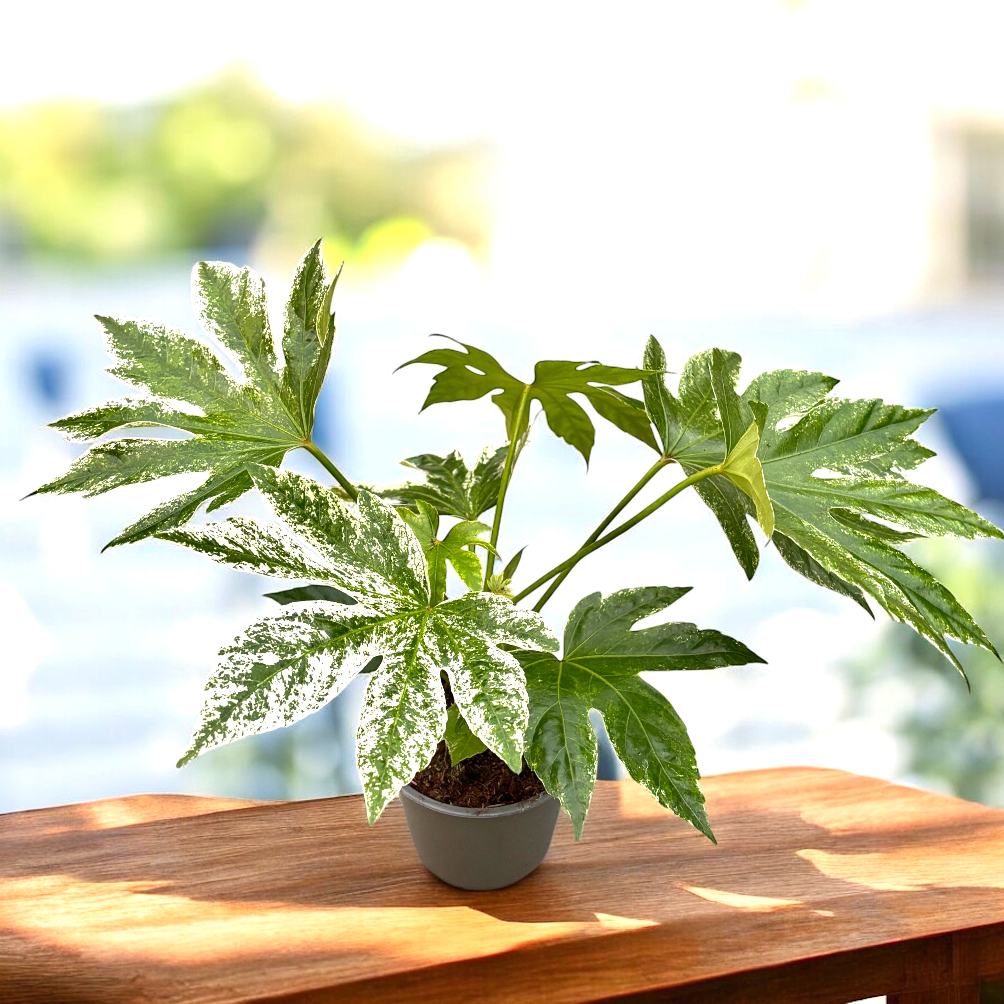 Fatsia japonica 'Spiders Web' - frunze variegate