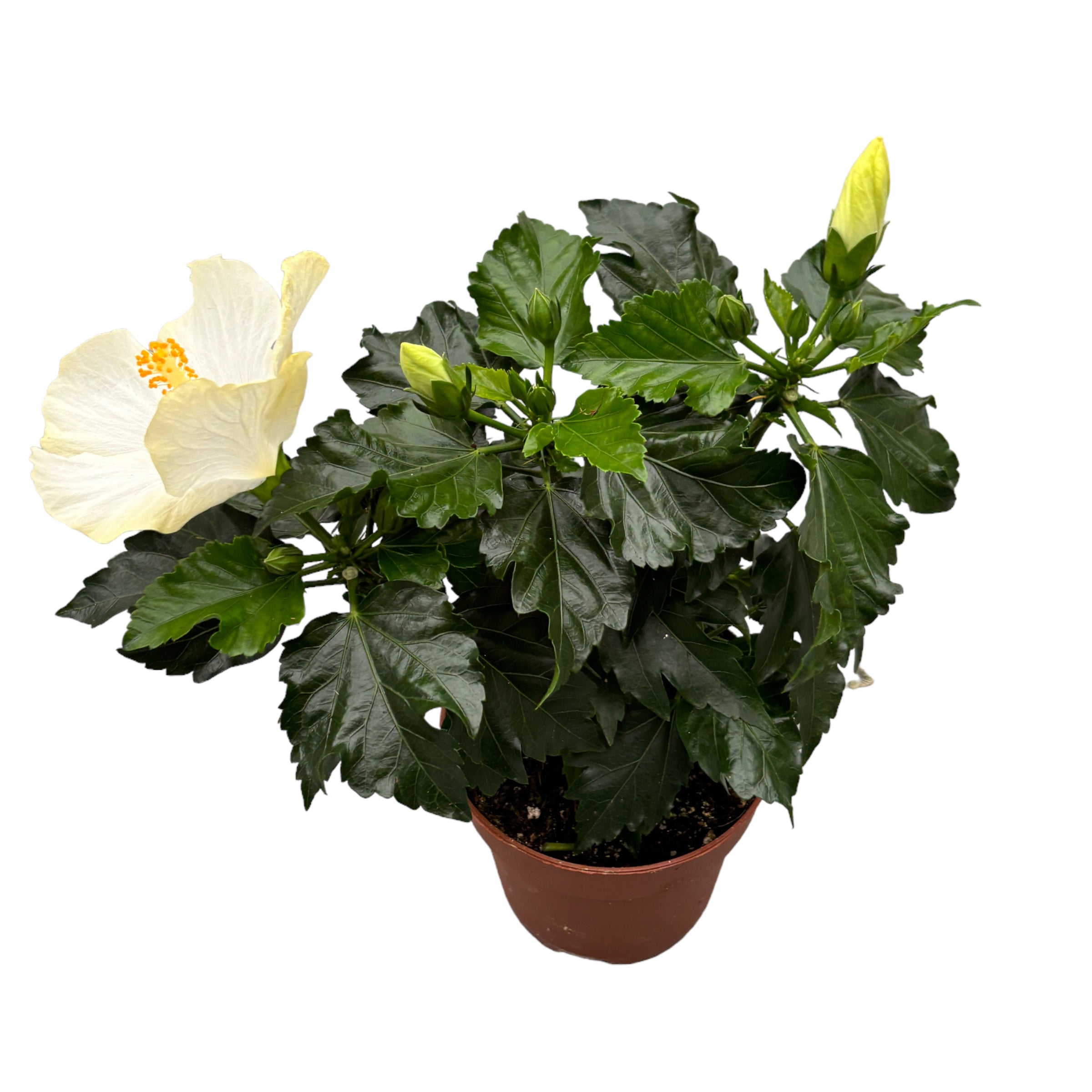 Hibiszkusz Fiori Grande San Remo 2 növény/cserép