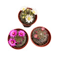 Mammillaria-Mix