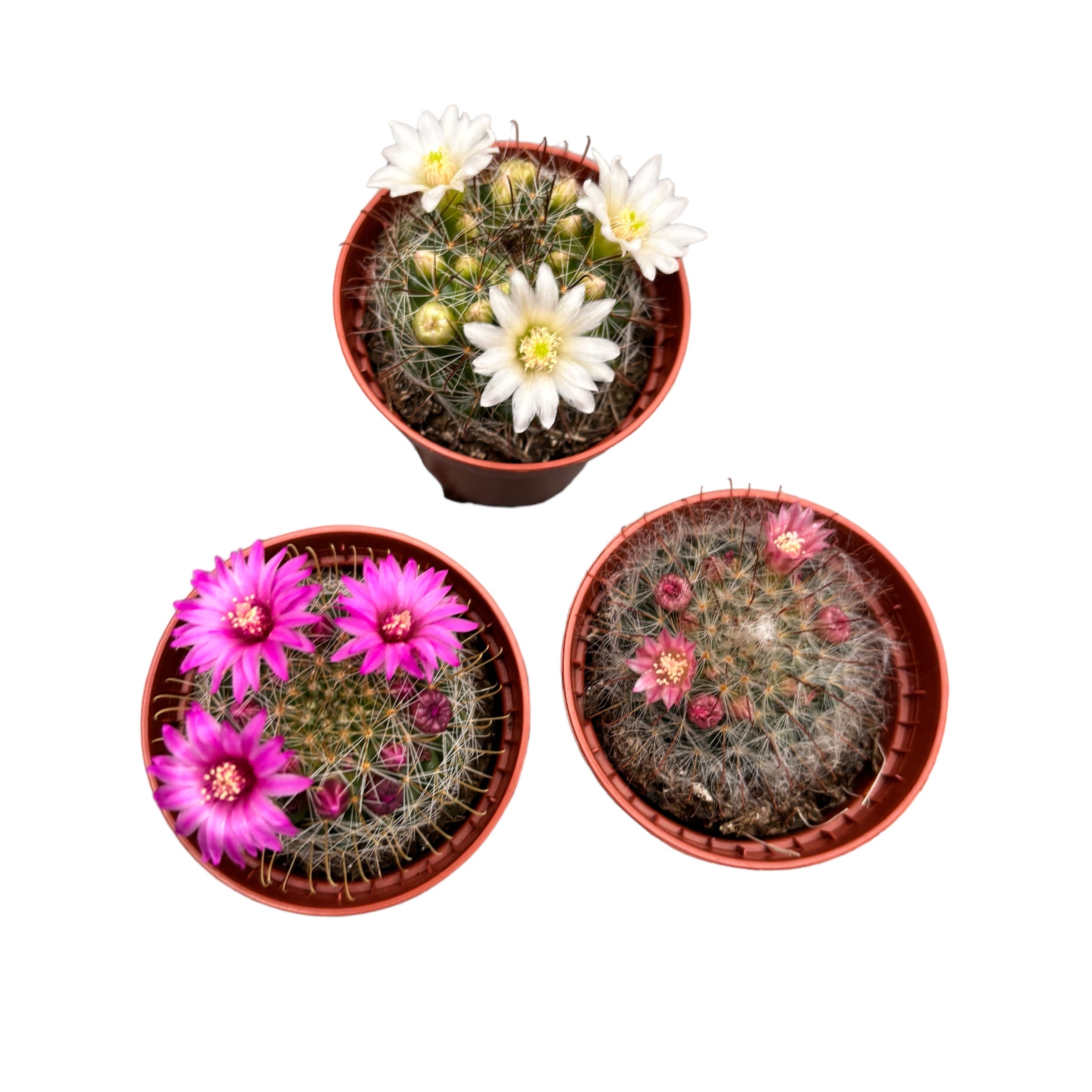 Mammillaria mix