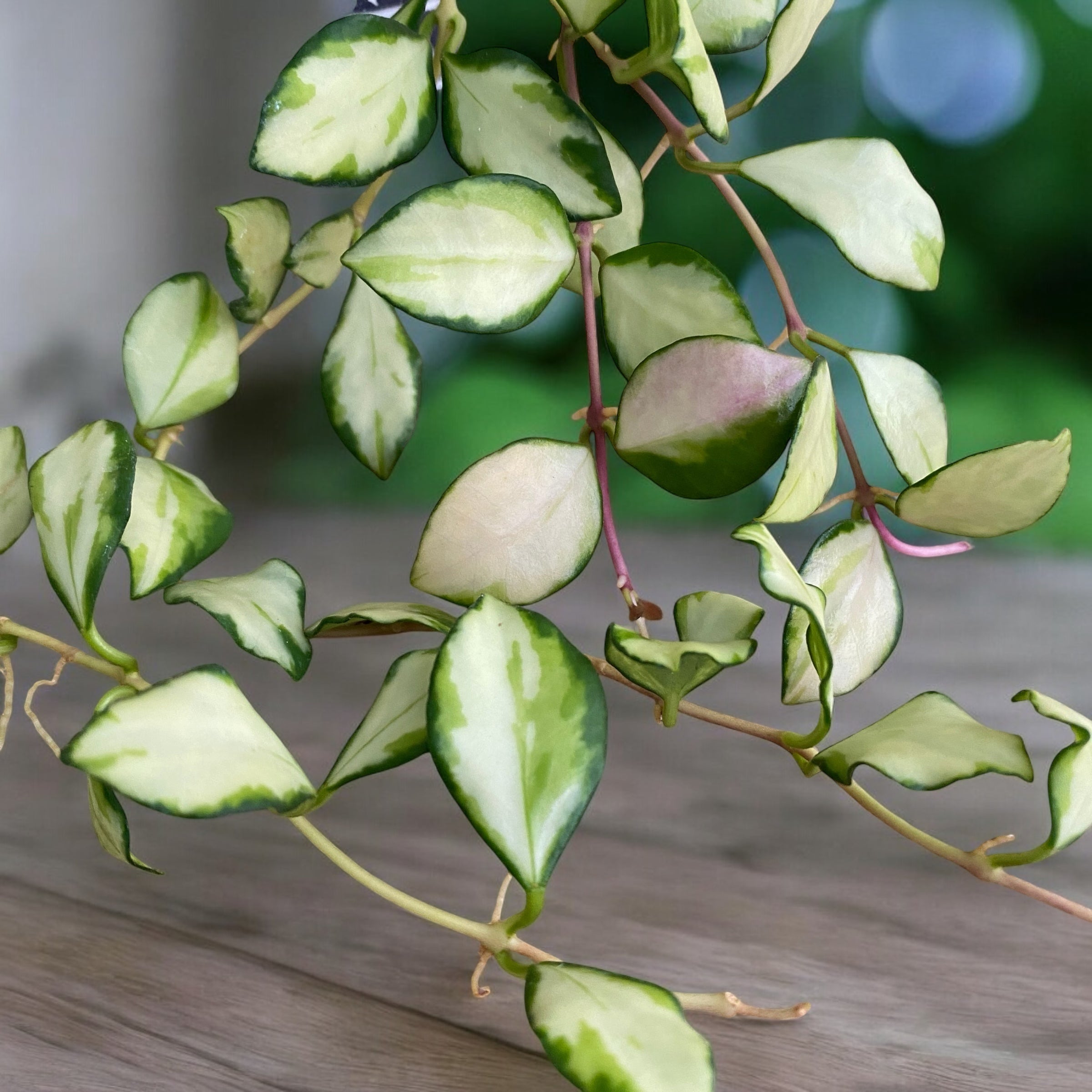 Hoya heuschkeliana 'Variegata' (Taiwan)