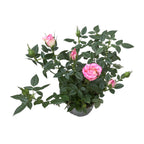 Trandafiri pitici Rosa Kordana® Carousel 3pp