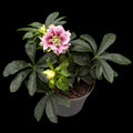 Helleborus orientalis „Double Ellen Pink” (Spanz) D12