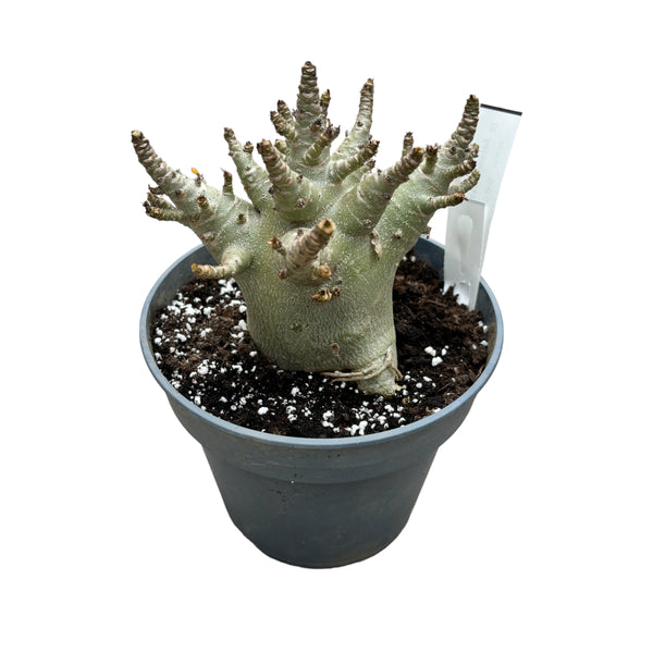 Adenium arabicum 'Baobab' D15