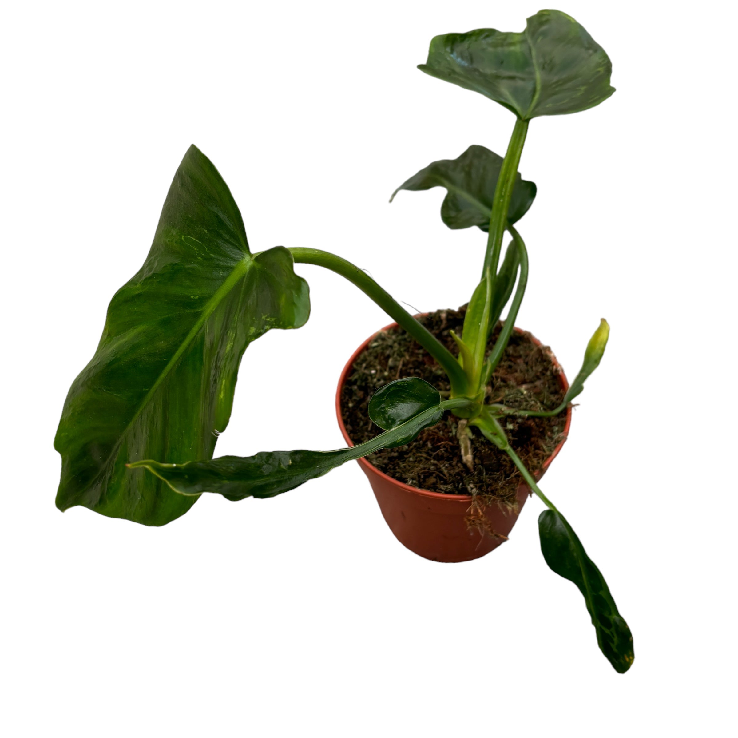 mottled dragon philodendron Philodendron Mottled Golden Dragon – Secret Garden Plant Shop