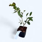 Afin timpuriu in ghiveci - Vaccinium corymbosum 'Duke' D9