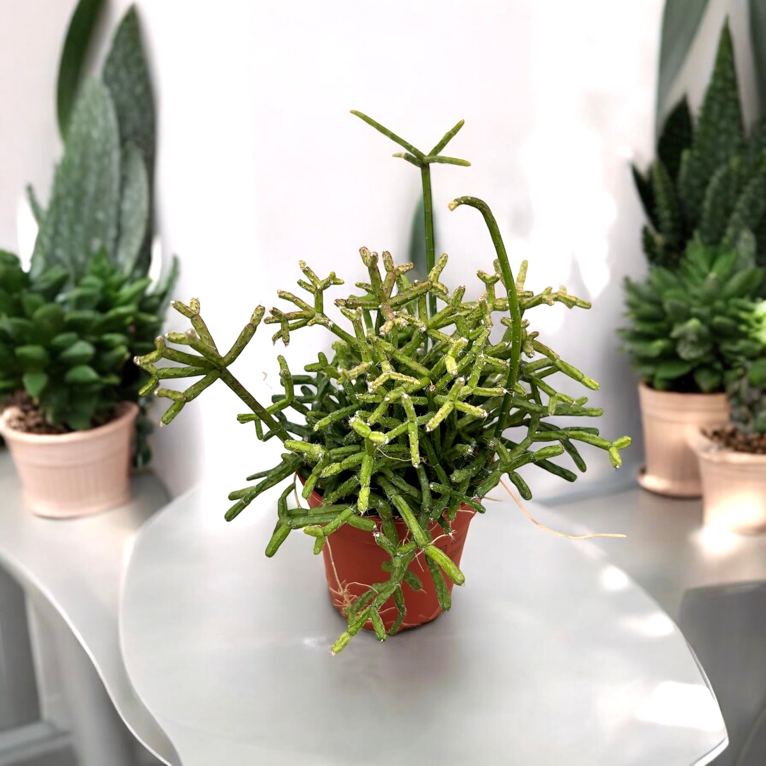 Rhipsalis heteroclada (babyplant)